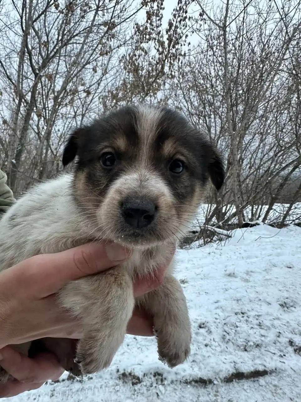 Сбор на корм для щенков с Кумысной поляны