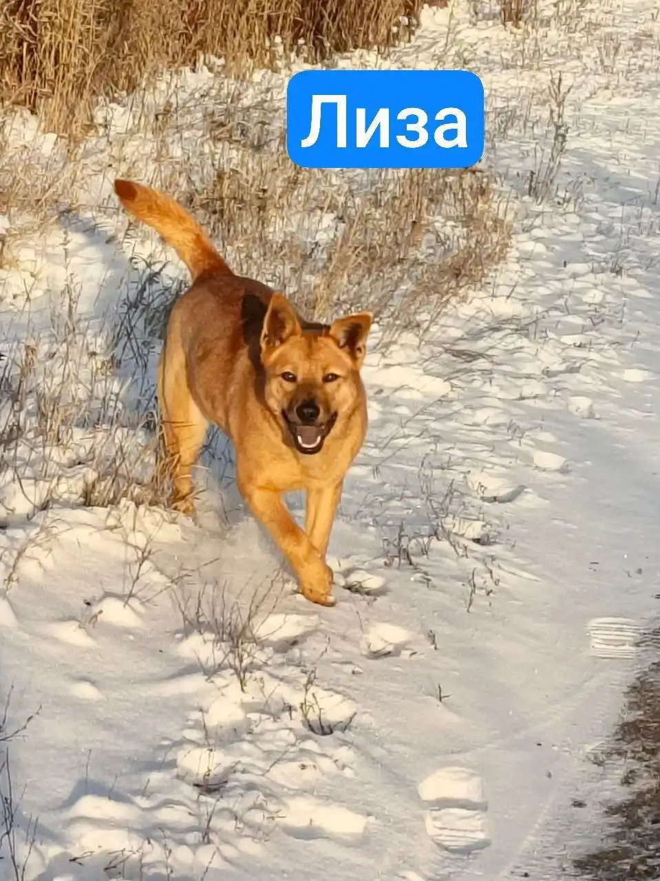 Пропала собака Лиза в Саратове