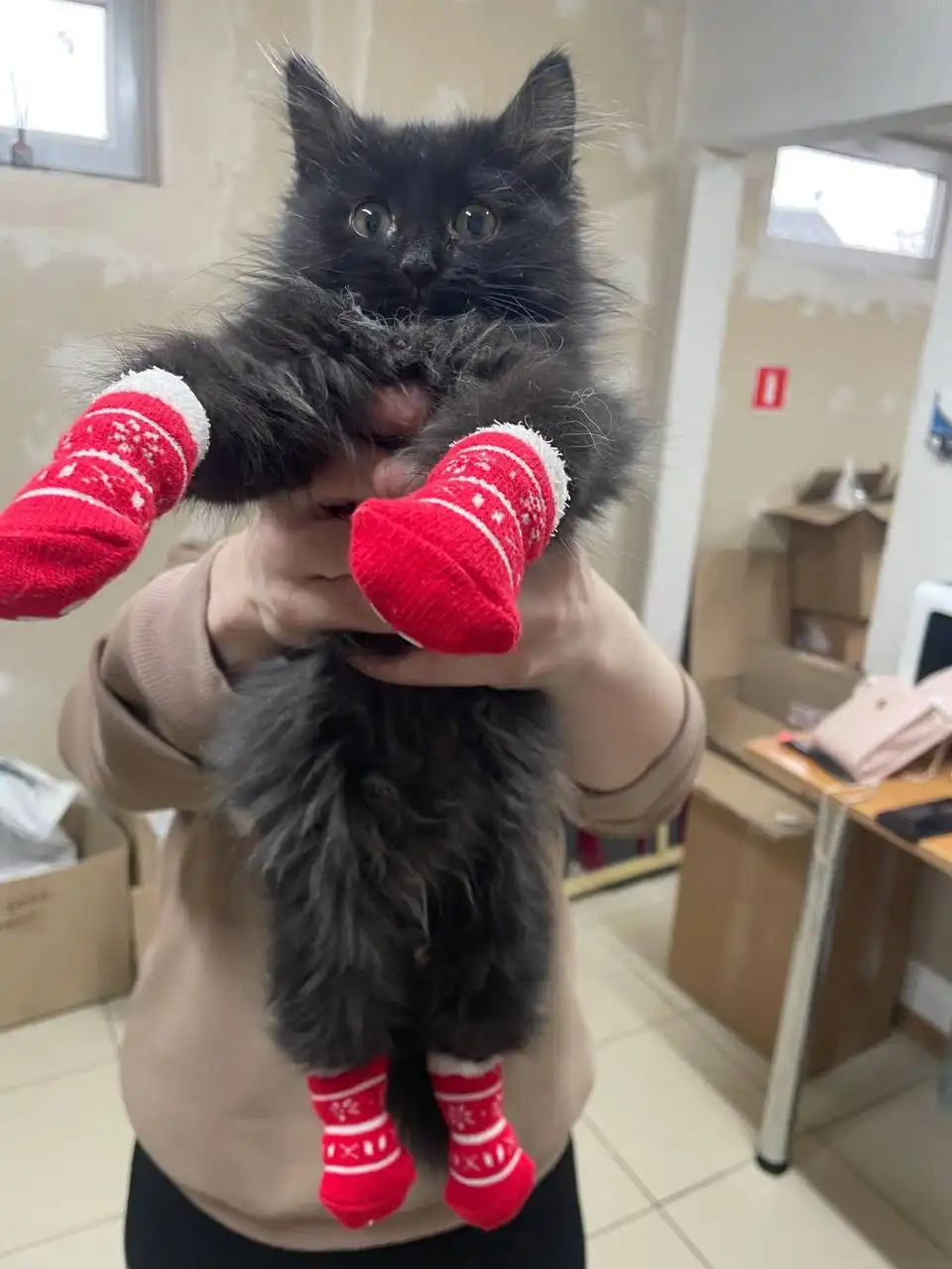 Котейка маленькая черная с белым галстучком ищет дом в Саратове