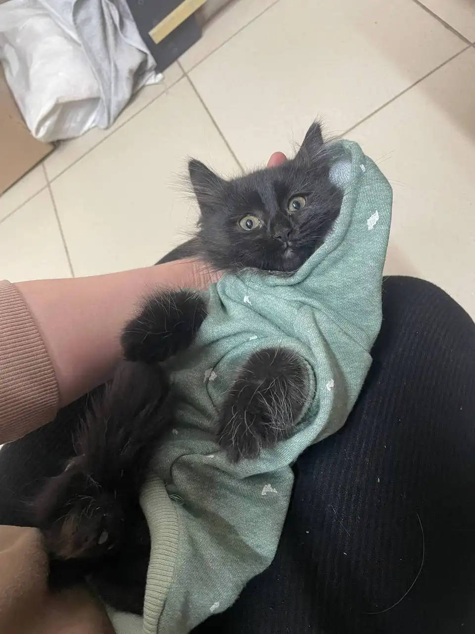 Котейка маленькая черная с белым галстучком ищет дом в Саратове