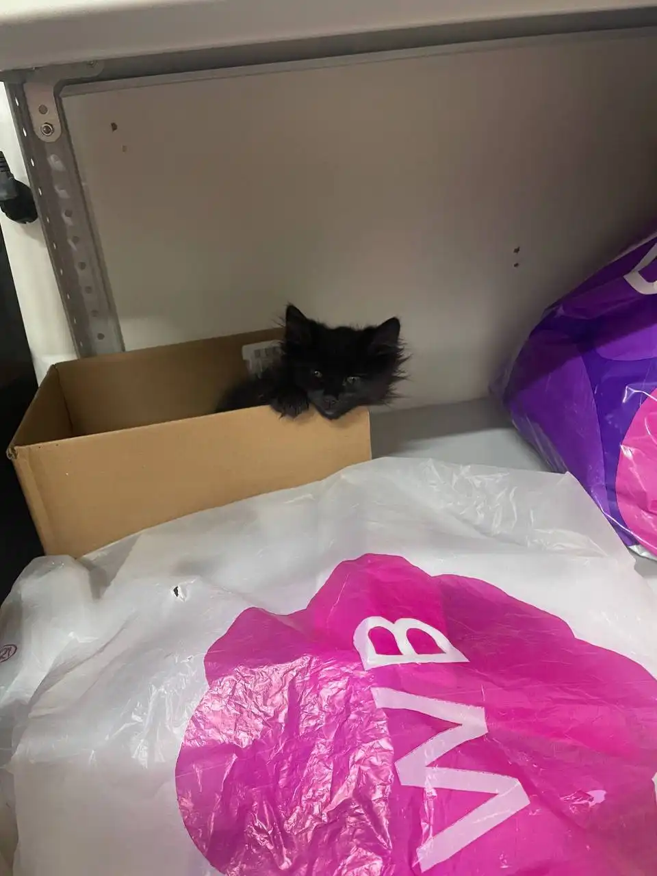 Котейка маленькая черная с белым галстучком ищет дом в Саратове