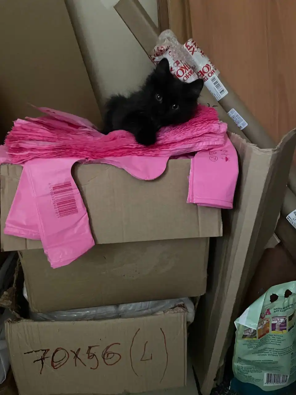 Котейка маленькая черная с белым галстучком ищет дом в Саратове