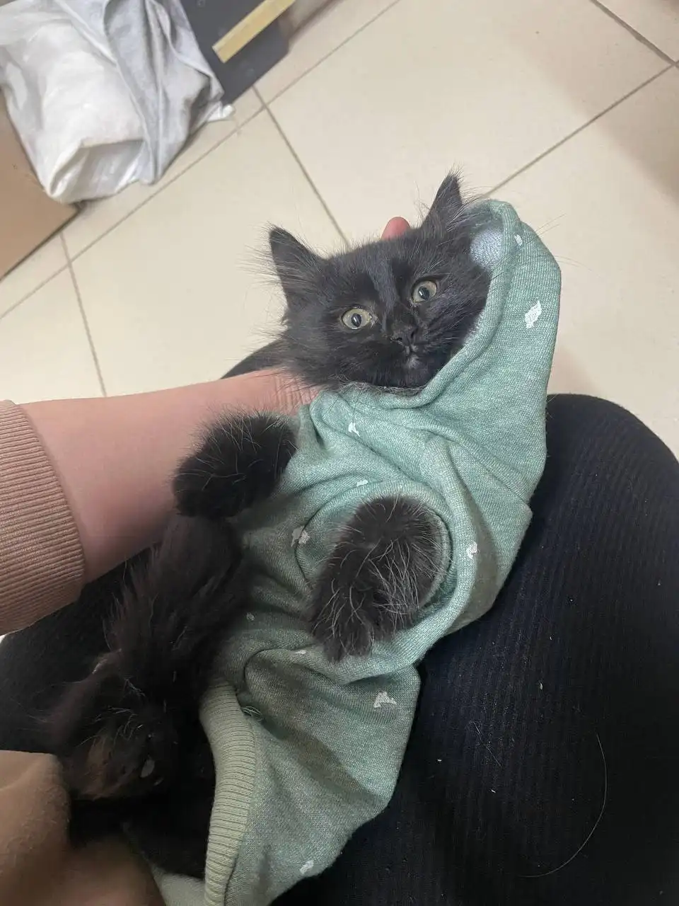 Ищет дом маленькая черно-белая кошечка