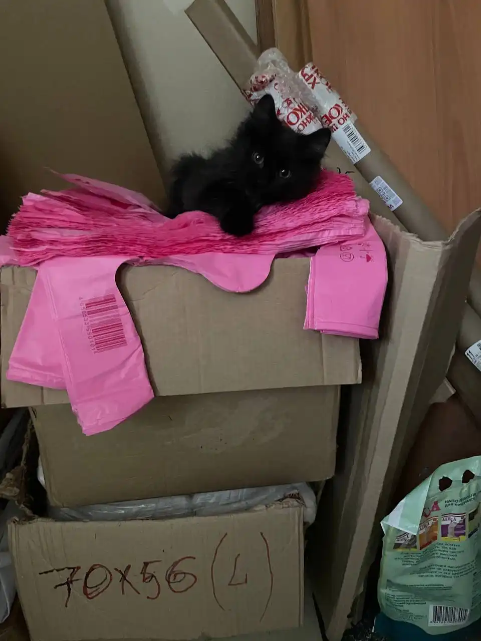 Ищет дом маленькая черно-белая кошечка