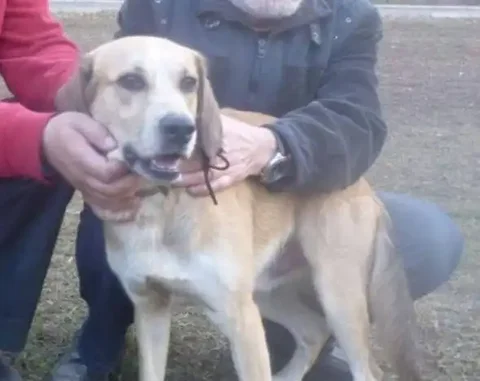 Пропала собака Джек в Саратове - частное объявление в Саратов