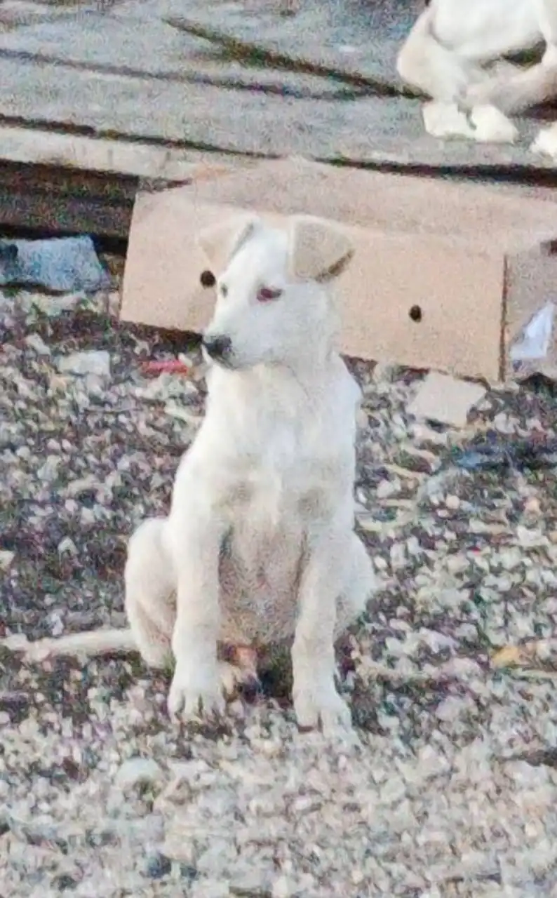 Пропал щенок 5 месяцев в Волжском районе Саратова