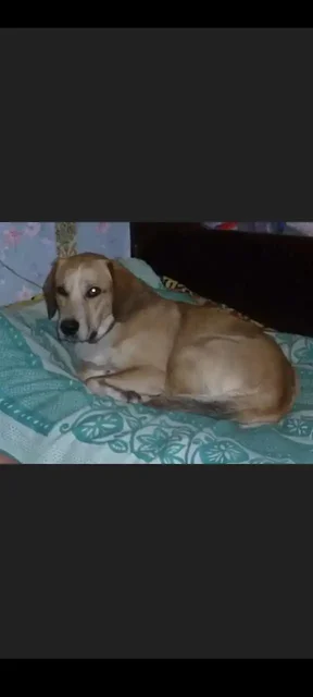 Пропал пес Джек в Саратове - частное объявление в Саратов