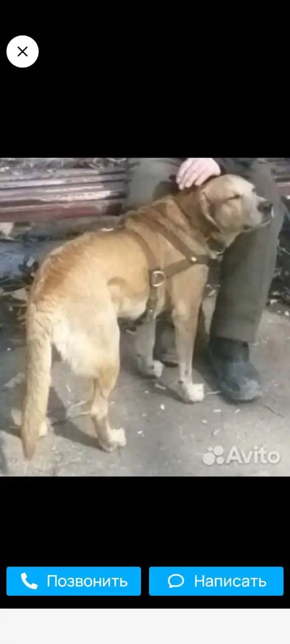 Пропал пес Джек в Саратове