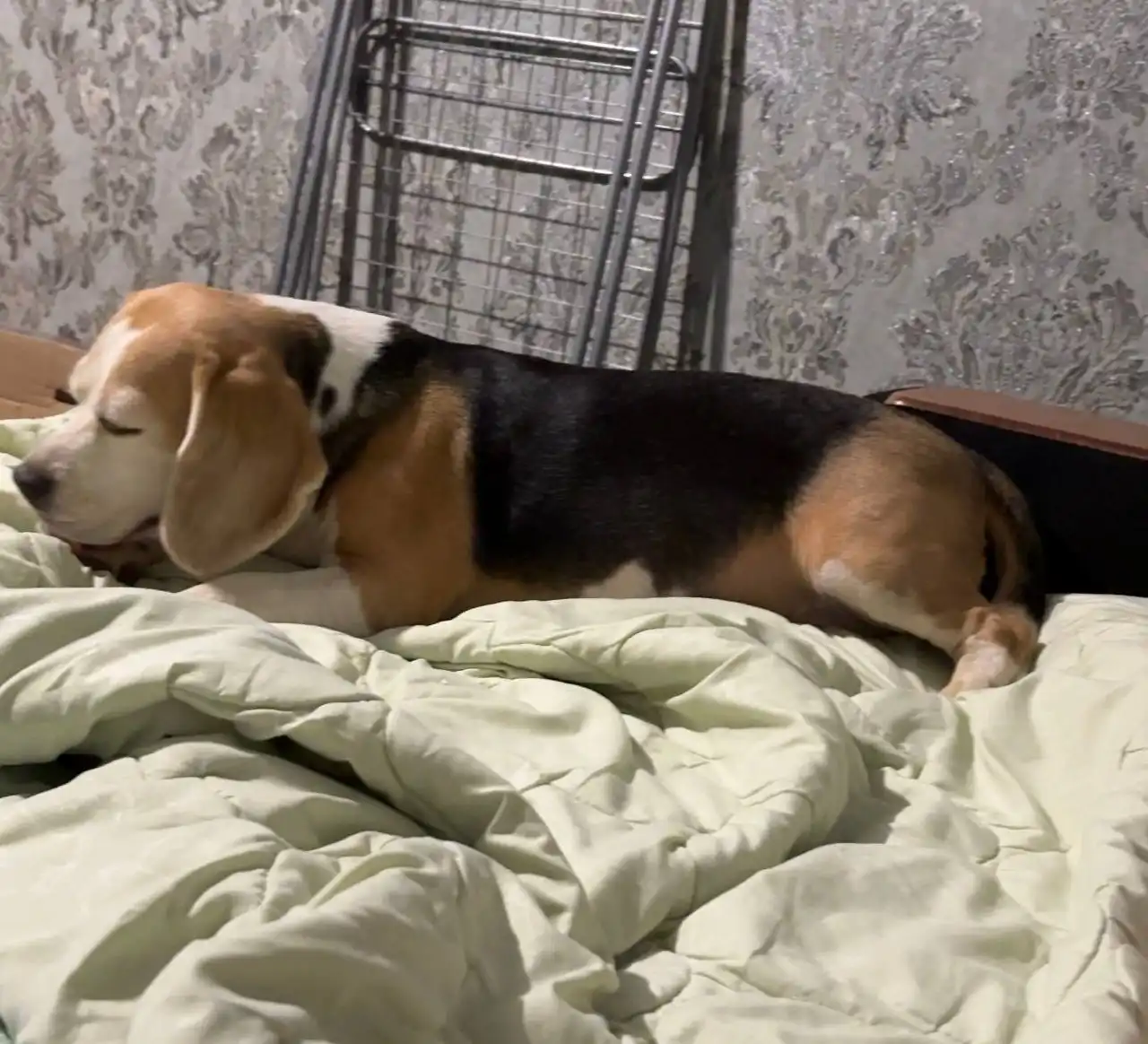 Найдена собака в Солнечном