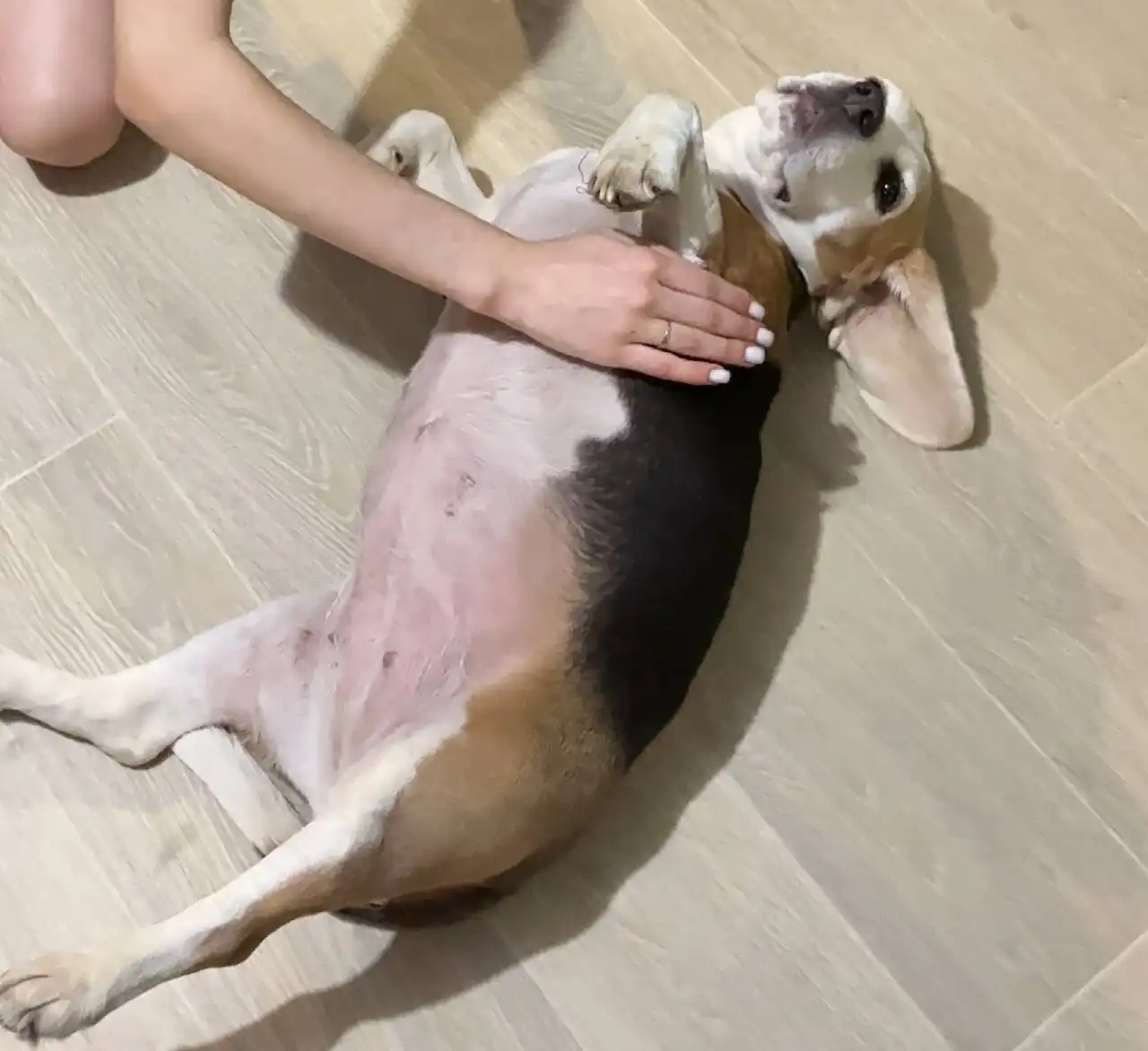 Найдена собака в Солнечном