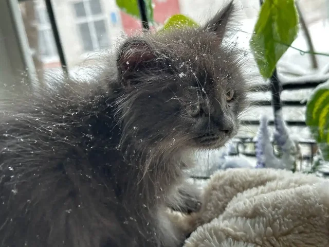 Отдам котенка в добрые руки - частное объявление в Саратов