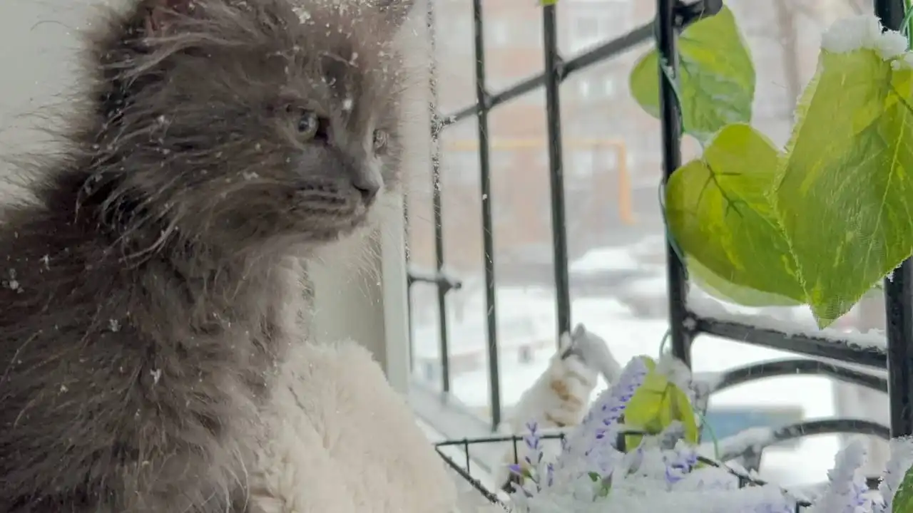 Отдам котенка в добрые руки