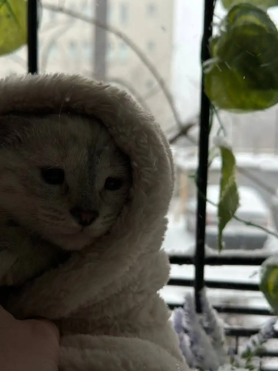 Отдам котенка в добрые руки