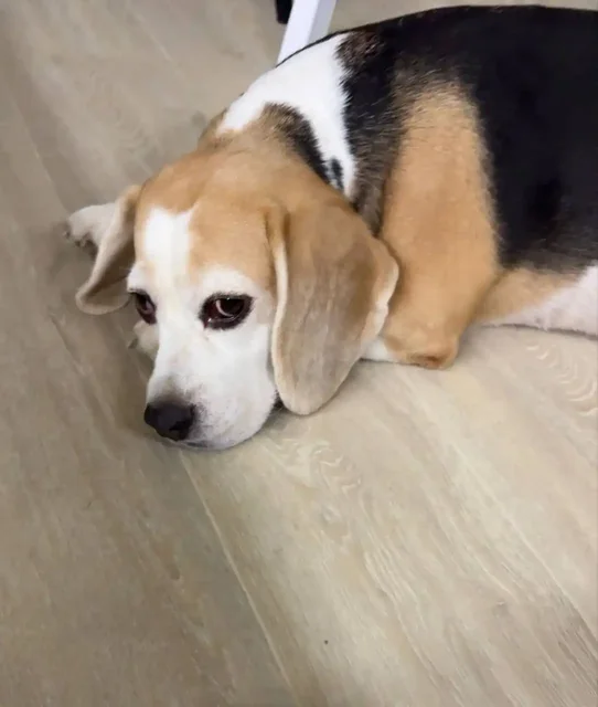 Найдена собака породы бигль в Солнечном - частное объявление в Саратов