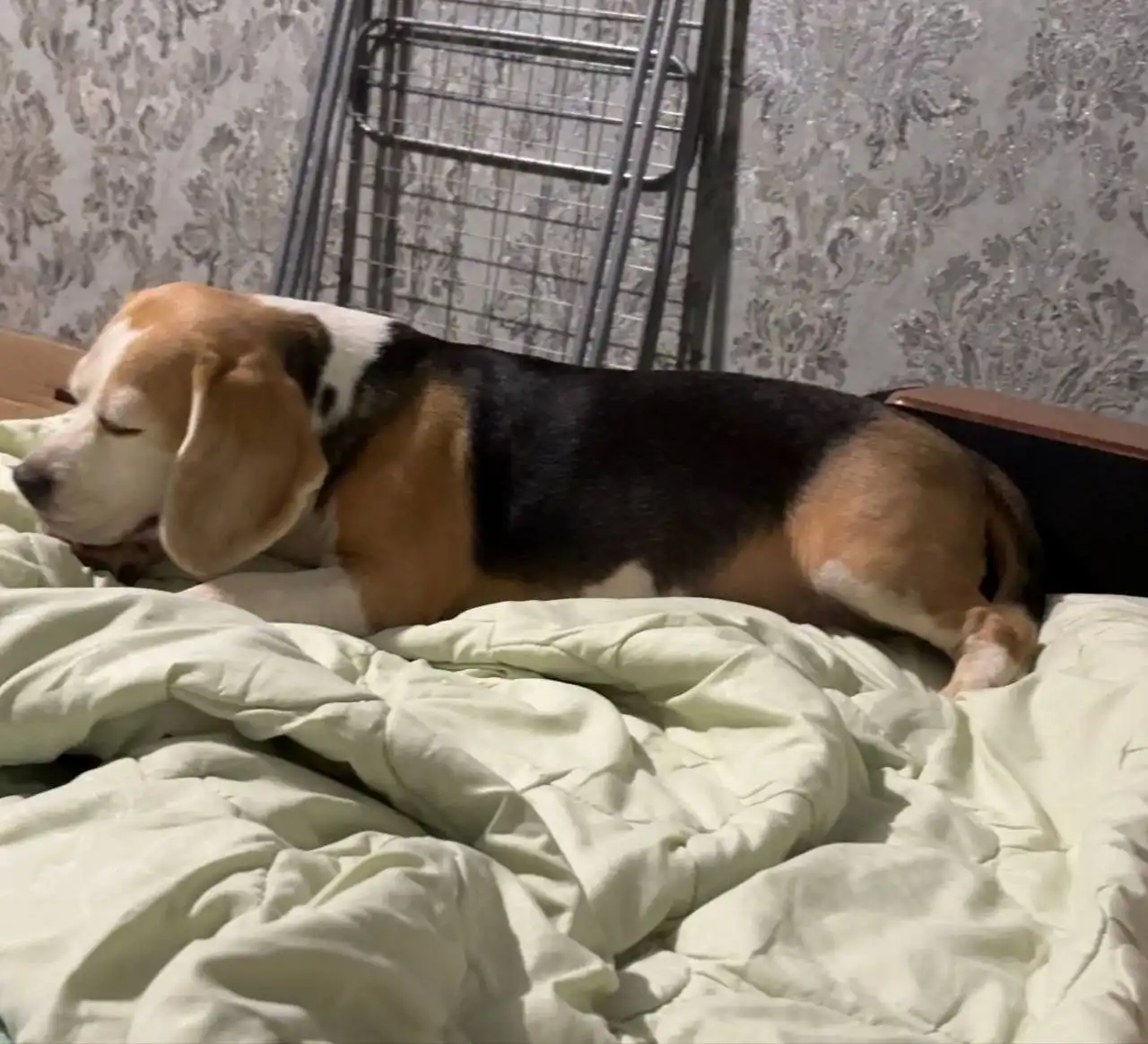 Найдена собака породы бигль в Солнечном