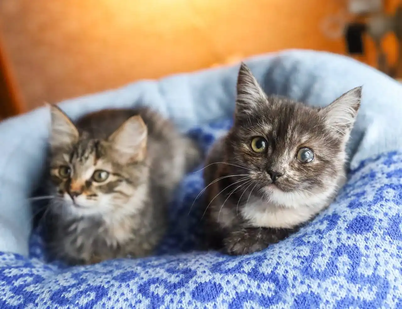 Помощь в оплате передержки для кошек Мотя и Тося - частное объявление в Саратов