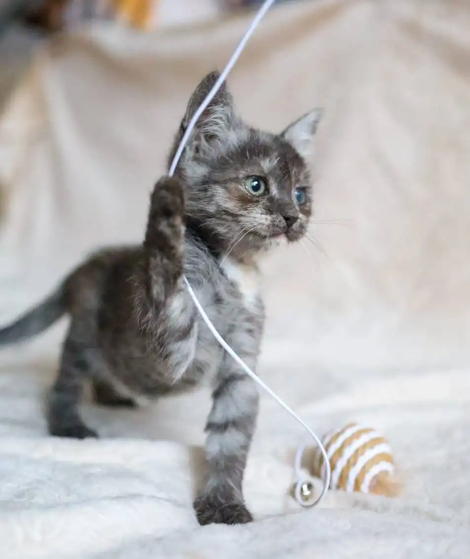 Помощь в оплате передержки для кошек Мотя и Тося