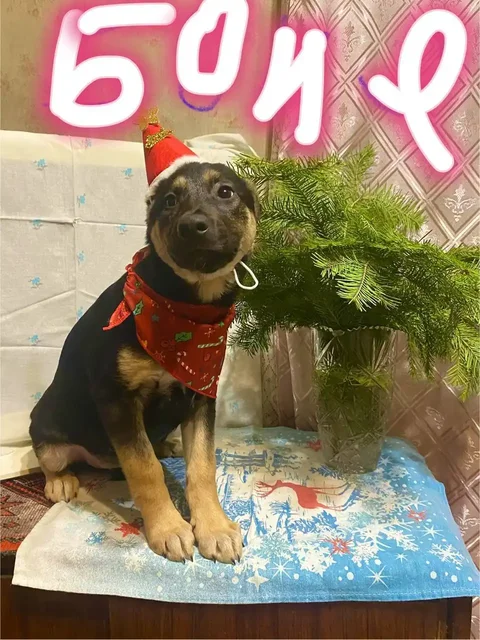 Щенки Шанс, Барон, Боня и Фрейя ищут дом - частное объявление в Саратов