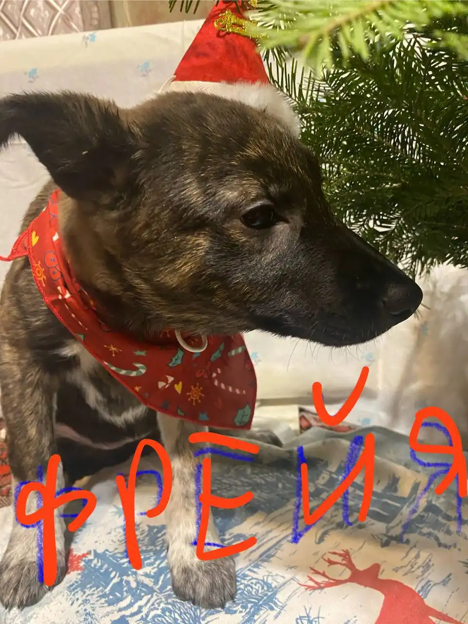 Щенки Шанс, Барон, Боня и Фрейя ищут дом