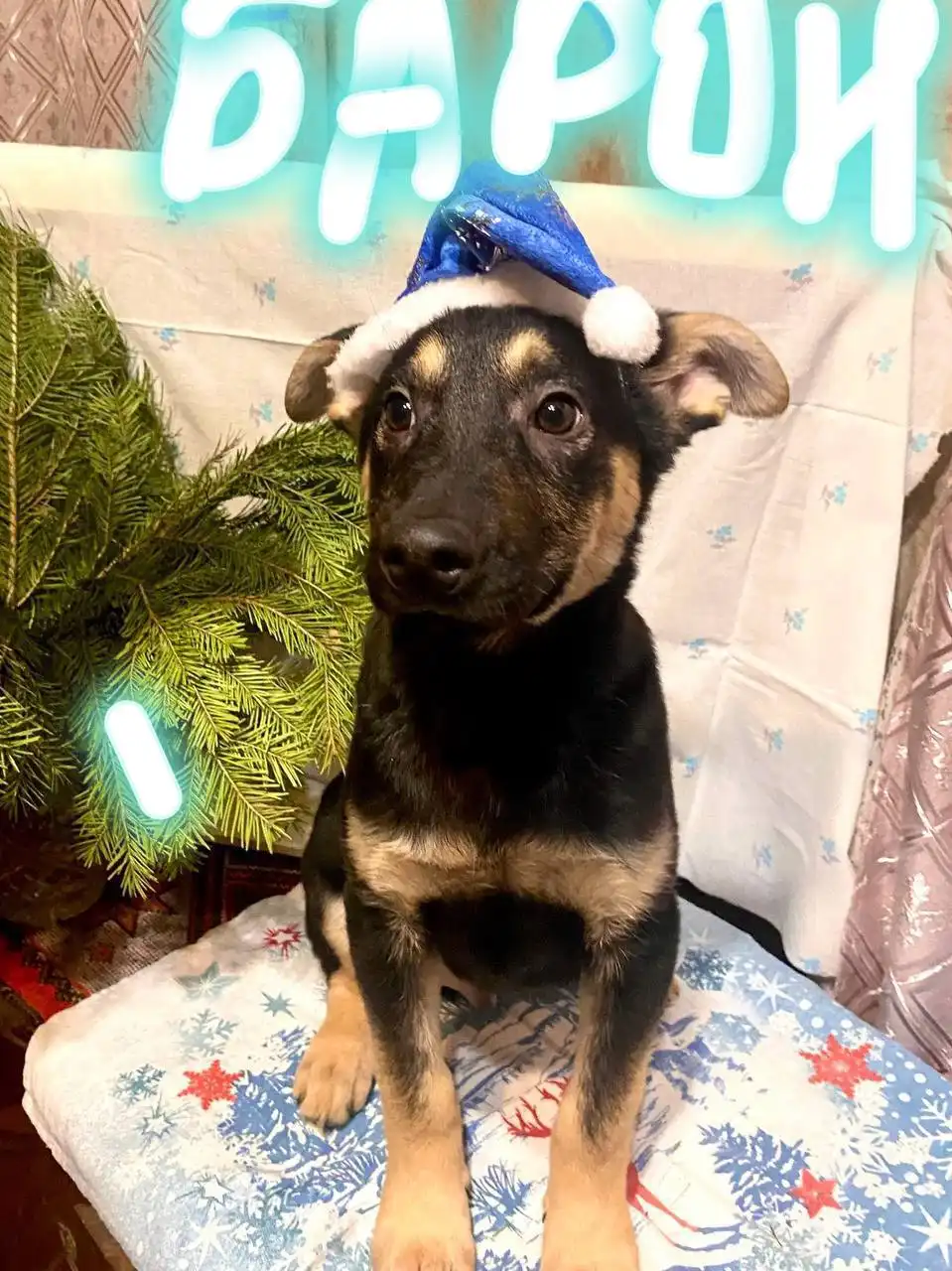 Щенки Шанс, Барон, Боня и Фрейя ищут дом