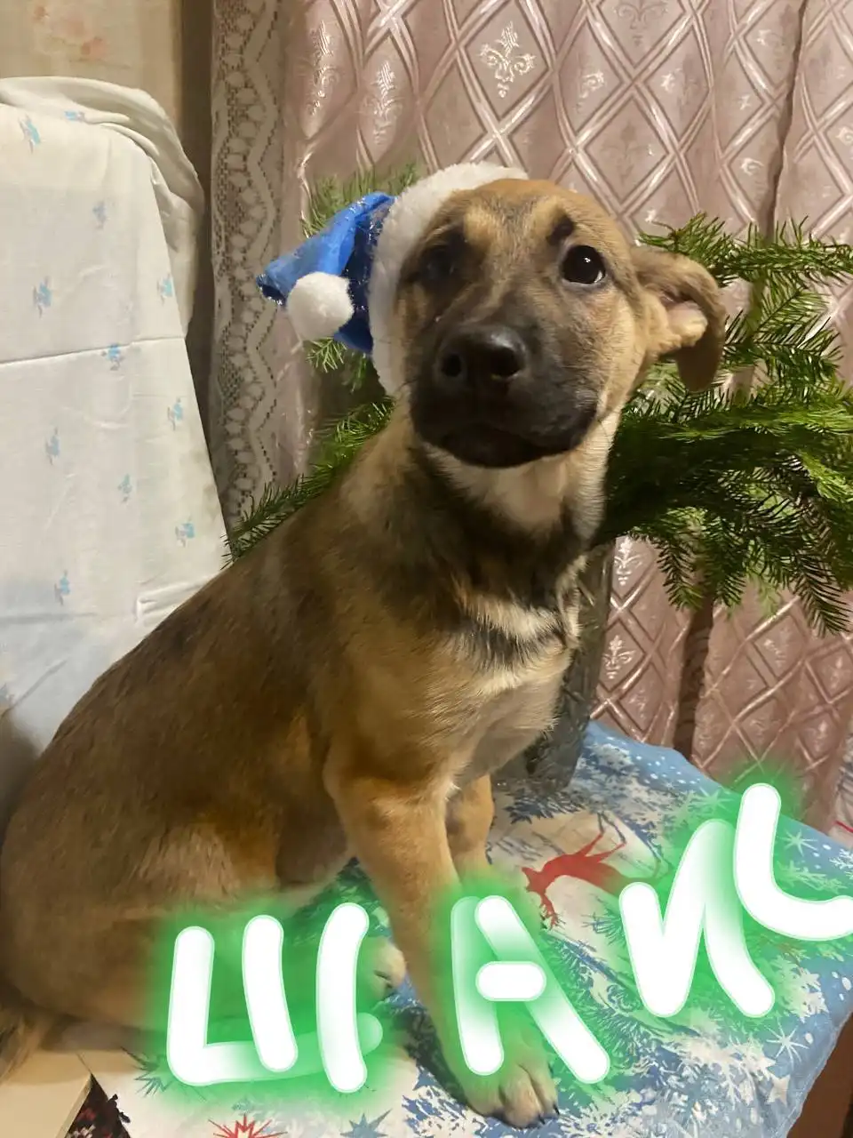 Щенки Шанс, Барон, Боня и Фрейя ищут дом