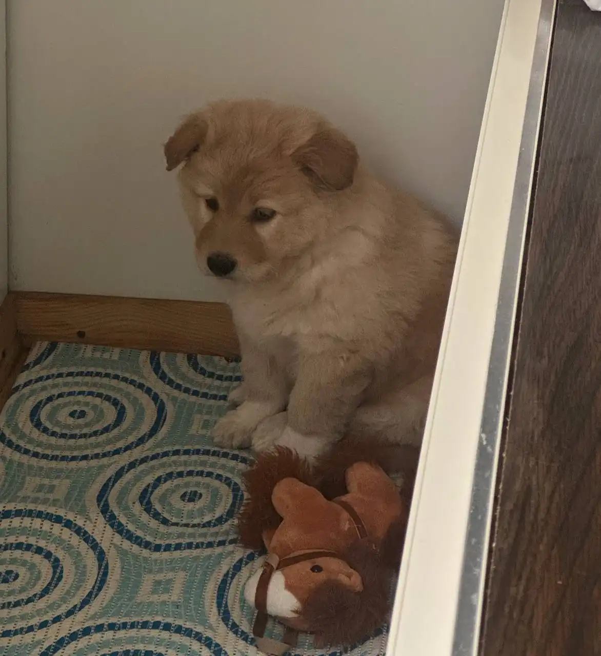 Срочный пристрой щенка девочки с улицы