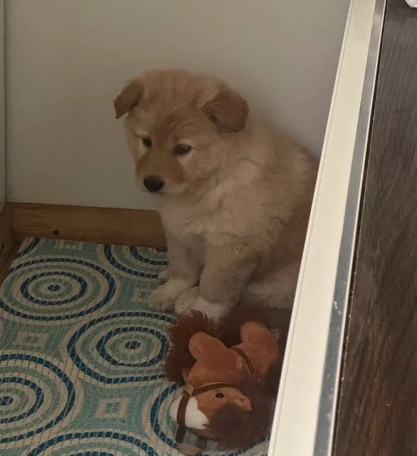 Срочный пристрой щенка девочки с улицы - частное объявление в Саратов