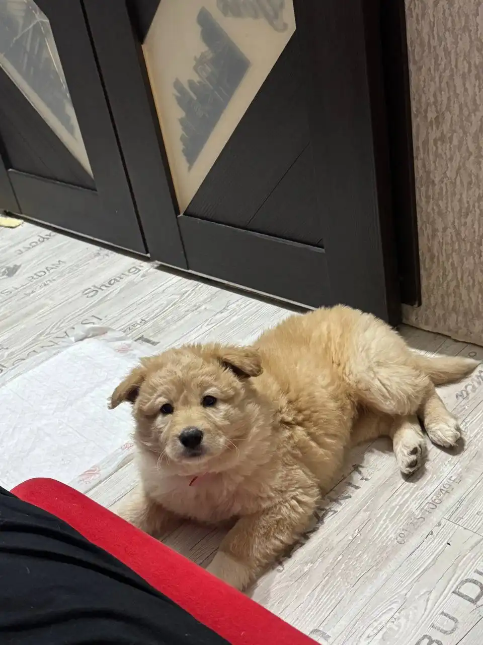 Срочный пристрой щенка девочки с улицы