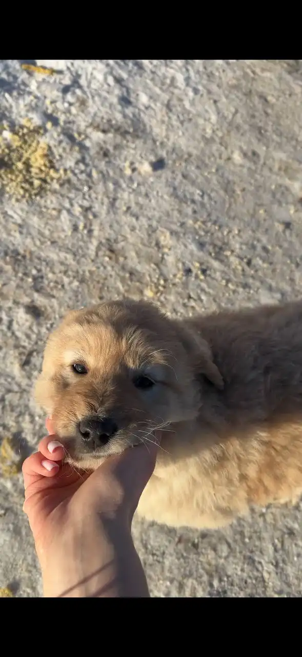 Срочный пристрой щенка девочки с улицы