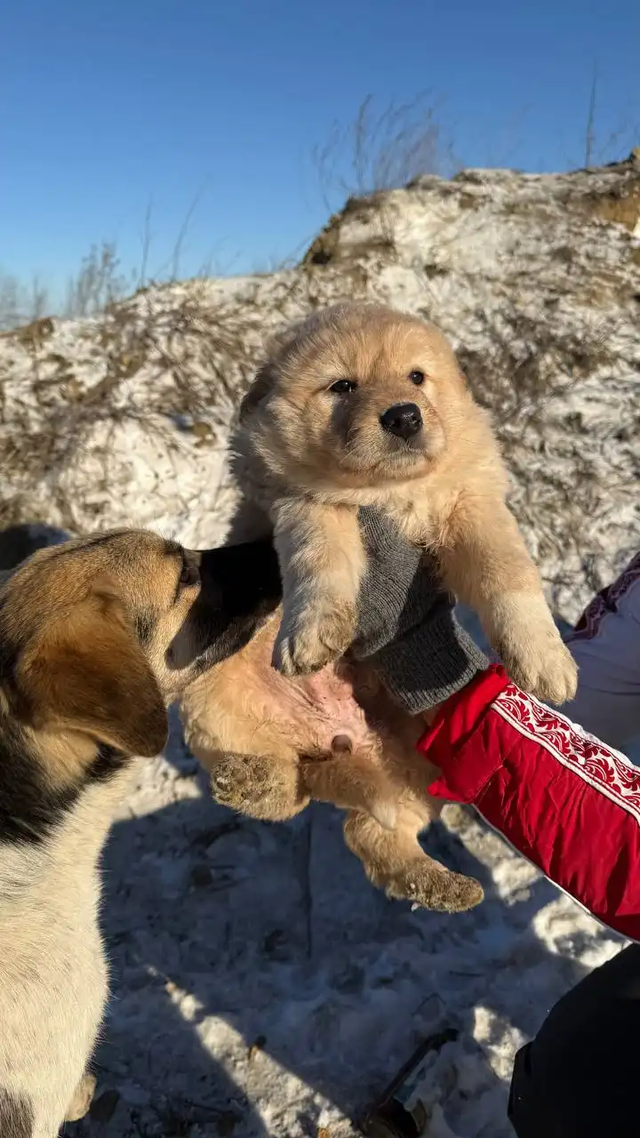 Срочный пристрой щенка девочки с улицы