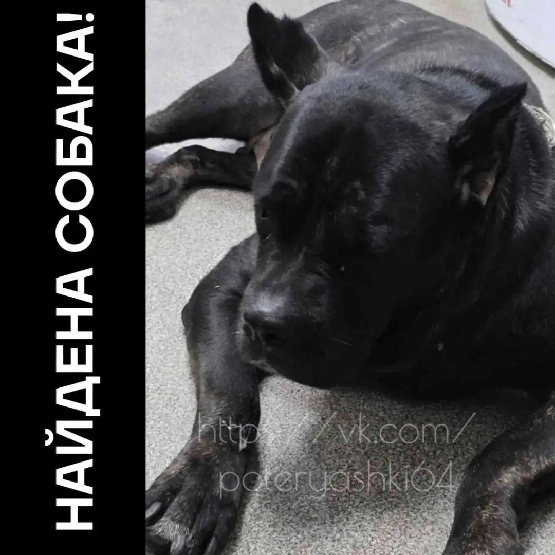 Найдена собака в Саратове