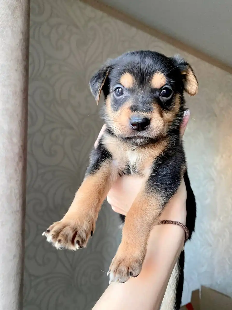 Щенок для пристройства в Саратове