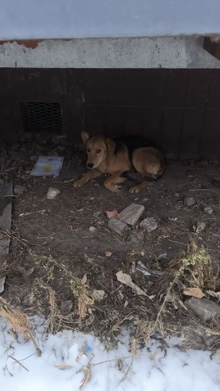 Потеряшки животных в Саратове