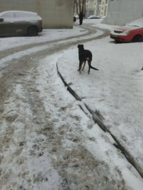 Потеряшка кошка/собака в Саратове - частное объявление в Саратов
