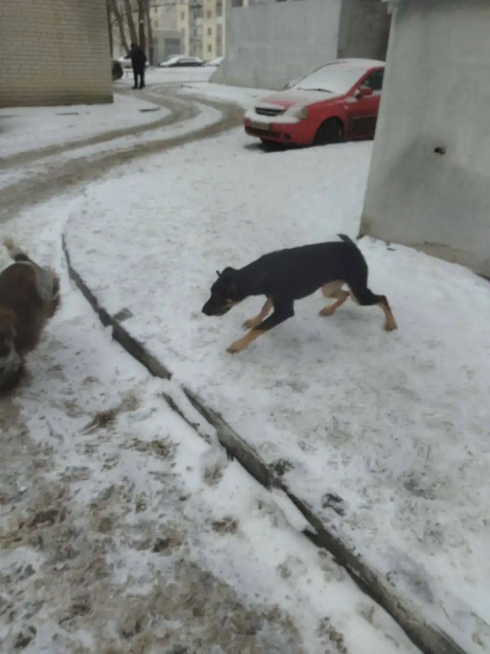 Потеряшка кошка/собака в Саратове