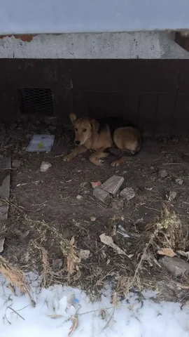 Заметили сбитую собачку в Саратове - частное объявление в Саратов