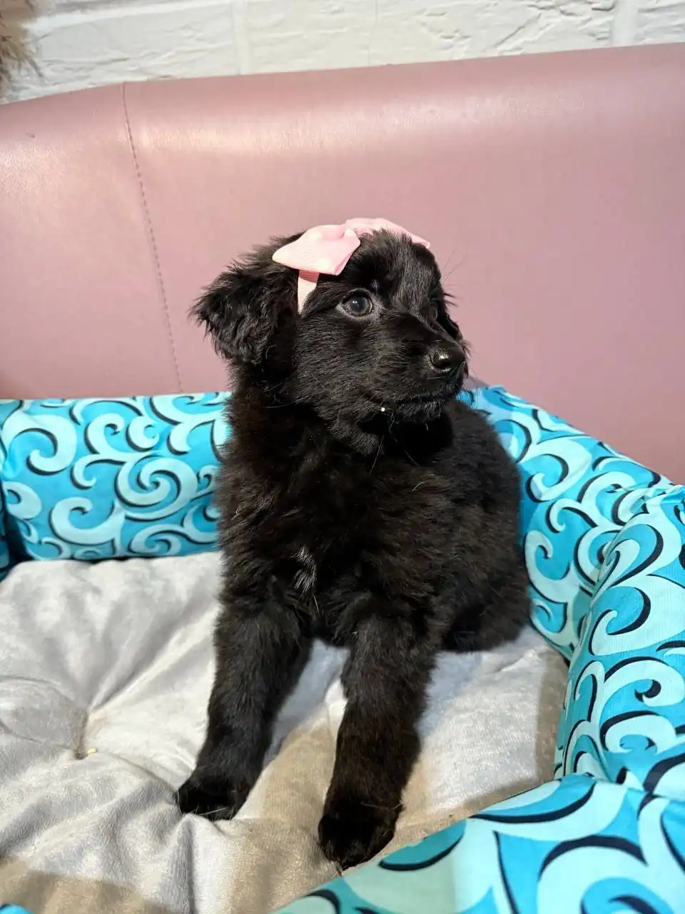 Срочно нужен дом для двухмесячных щенков в Саратове