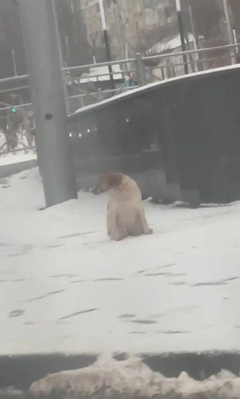 Потерянная собака в Саратове