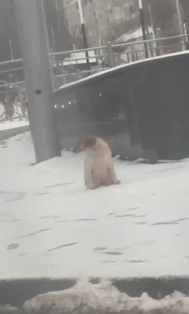 Потерянная собака в Саратове - частное объявление в Саратов