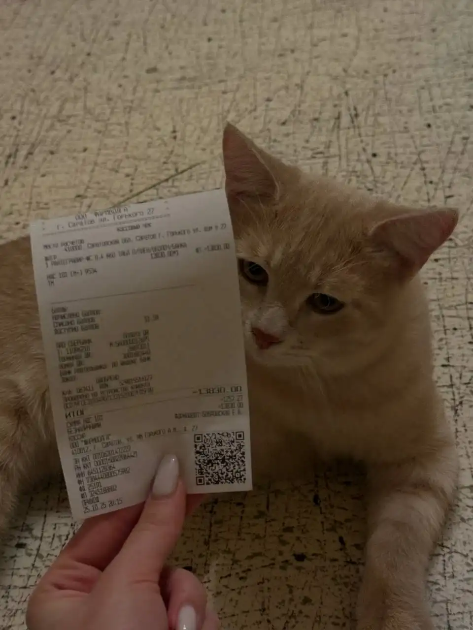 Сбор средств на лекарства Ралтегравир для кошек с лейкозом