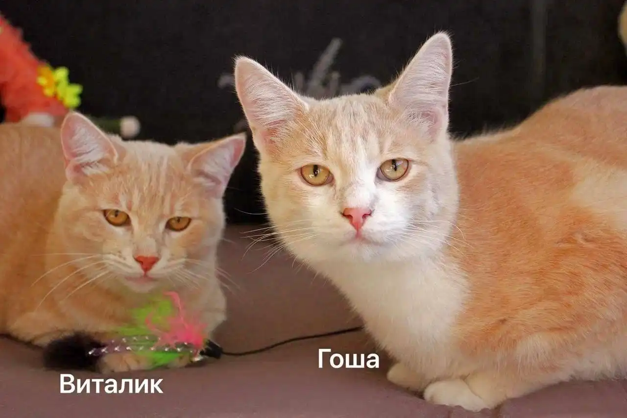 Сбор средств на лекарства Ралтегравир для кошек с лейкозом