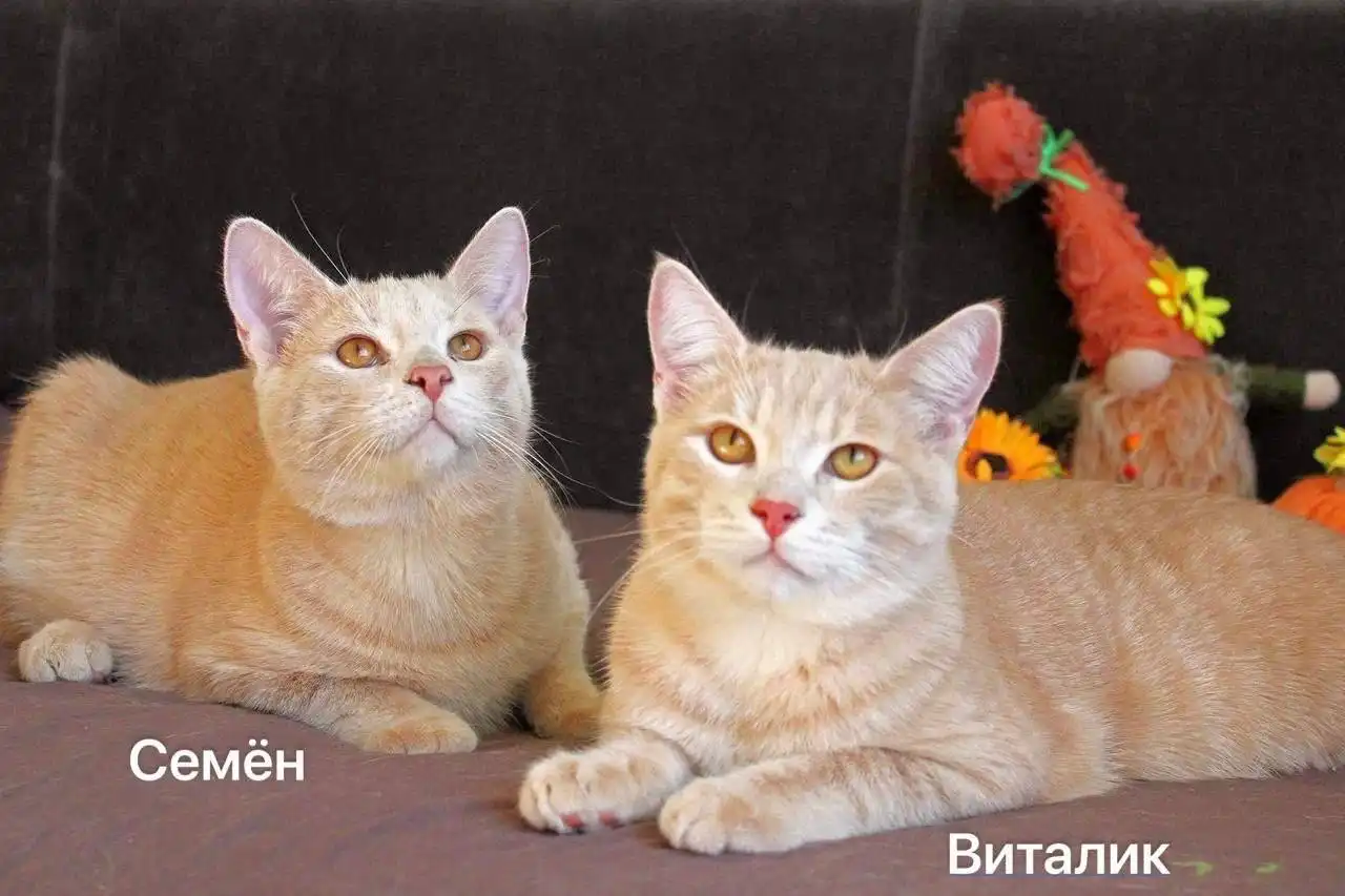 Сбор средств на лекарства Ралтегравир для кошек с лейкозом