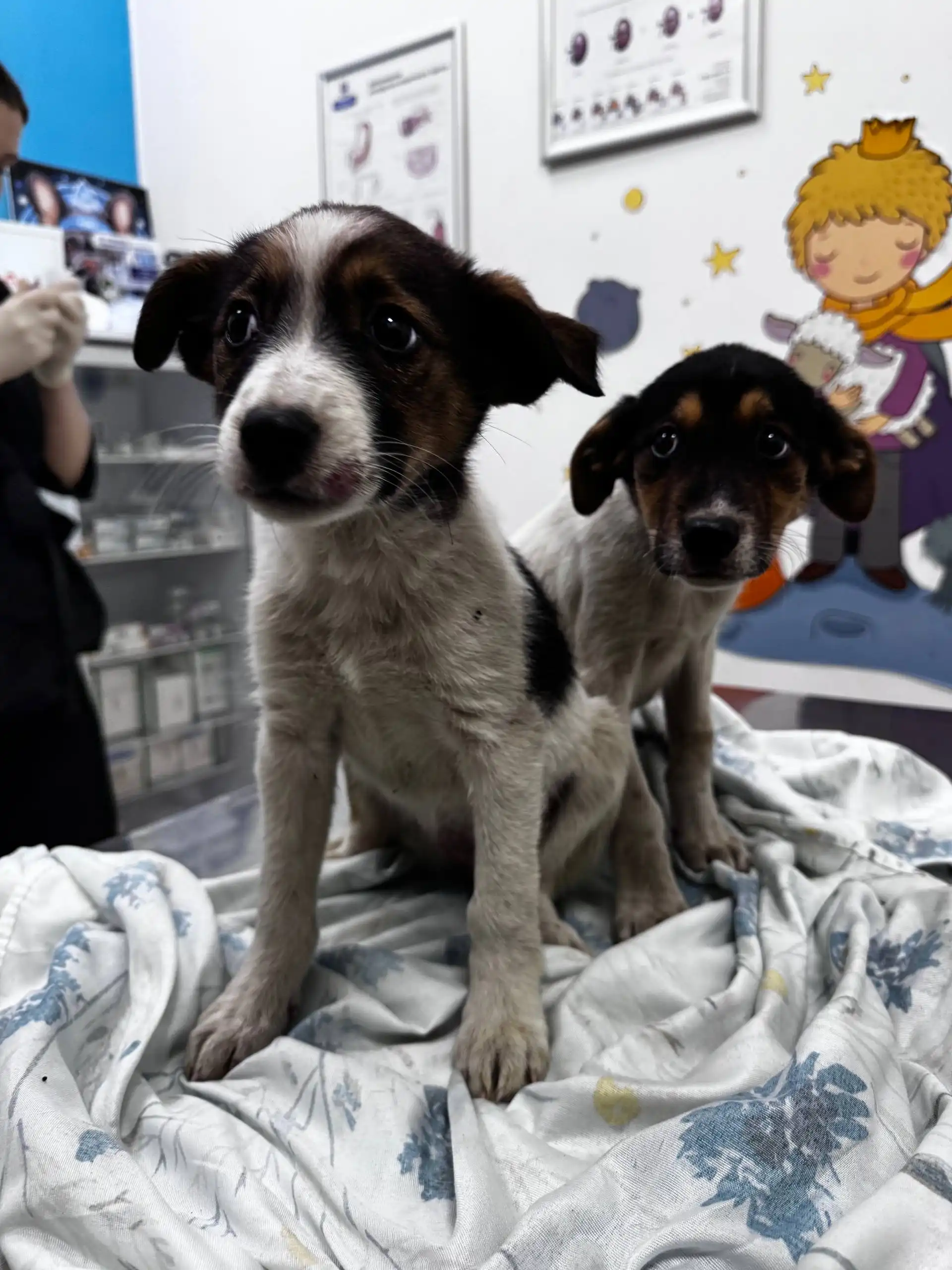 Передержка для щенков Бенни и Плюши