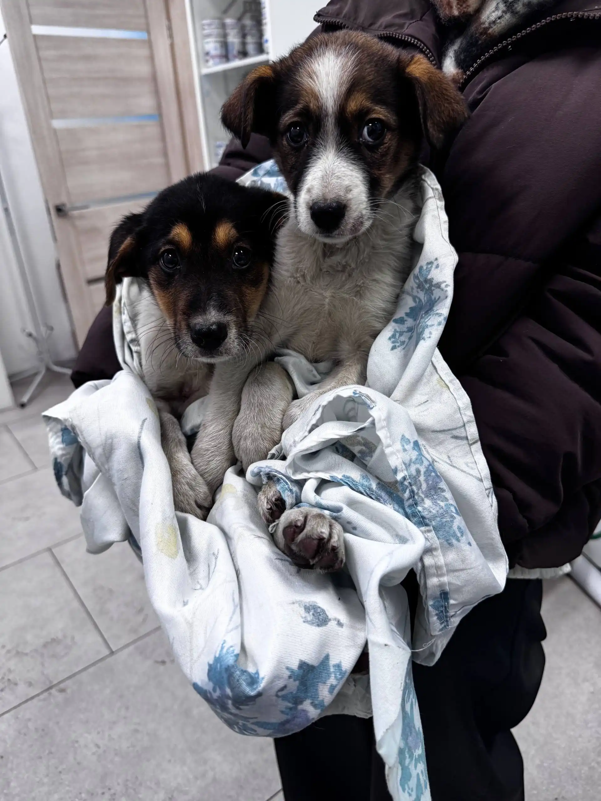 Передержка для щенков Бенни и Плюши