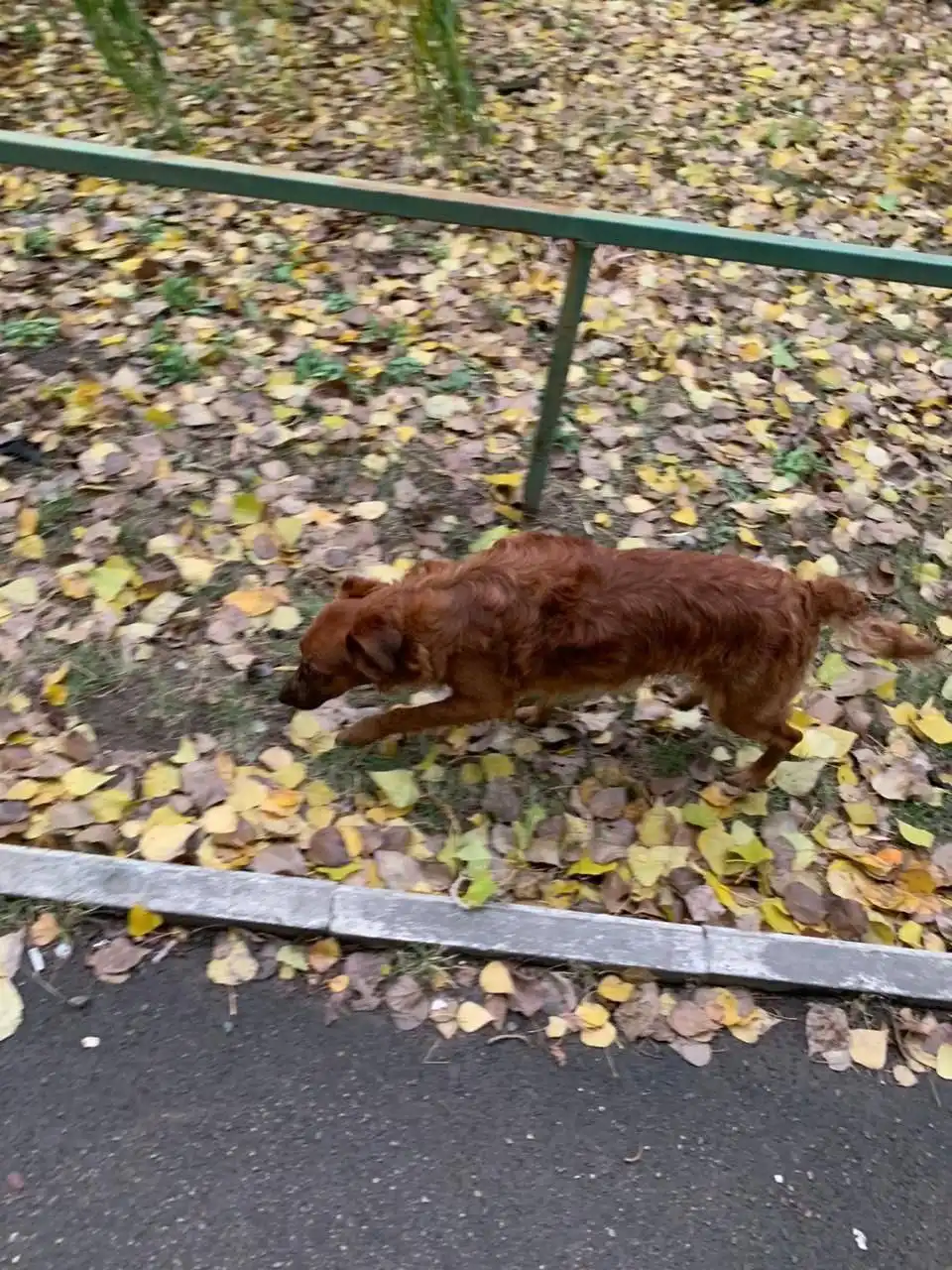 Потерялась собака в районе кольца НИИ в сторону ипподрома