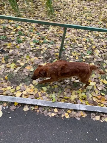 Потерялась собака в районе кольца НИИ в сторону ипподрома - частное объявление в Саратов