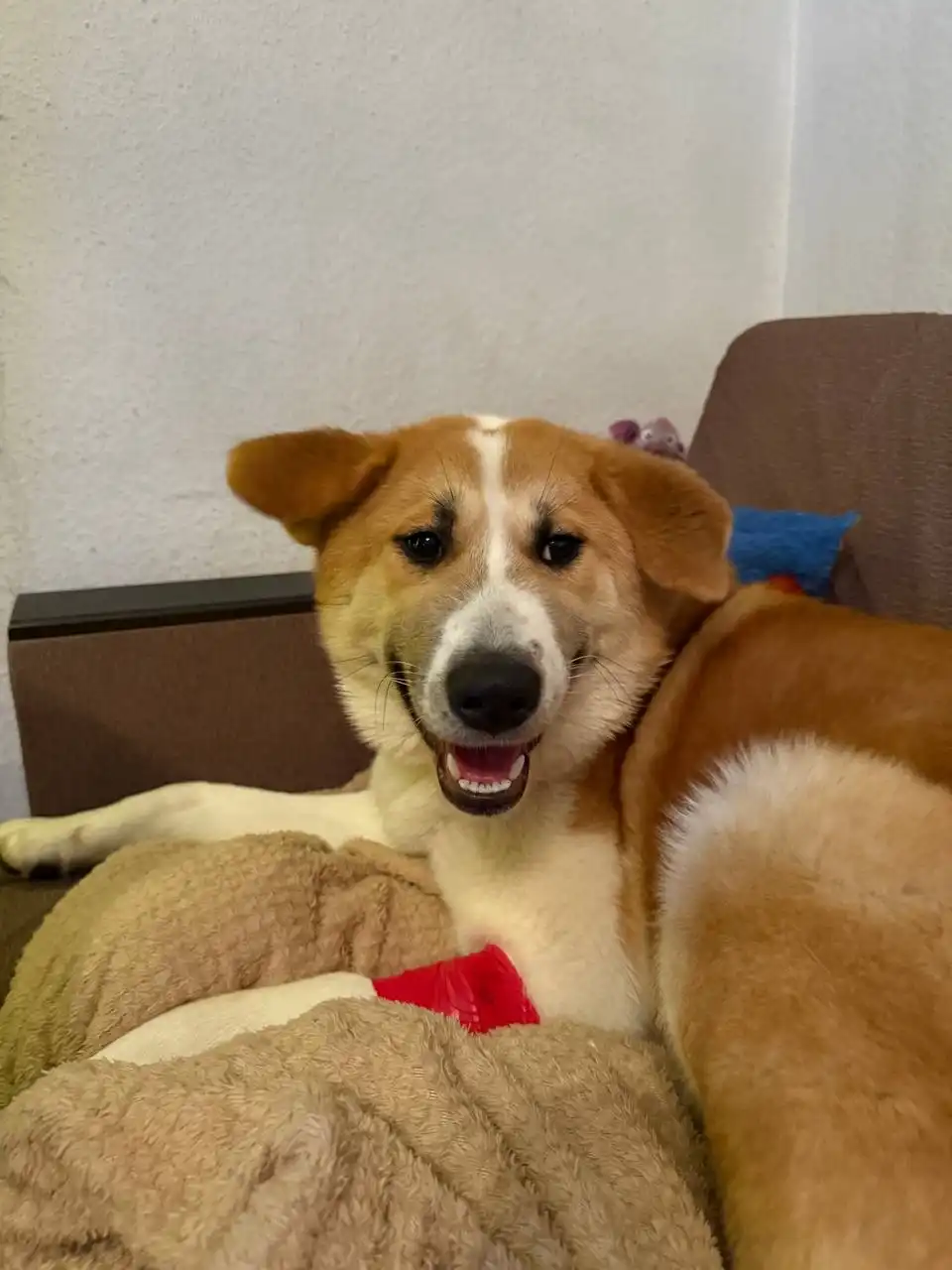 Пристрой метиса Акиты по кличке Афина