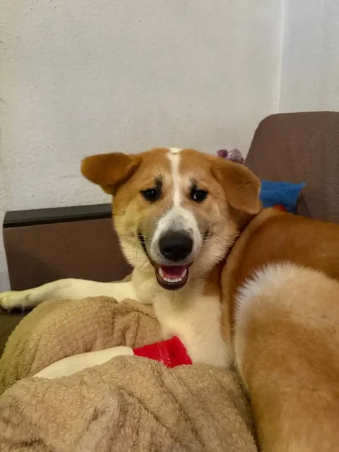 Пристрой метиса Акиты по кличке Афина - частное объявление в Саратов