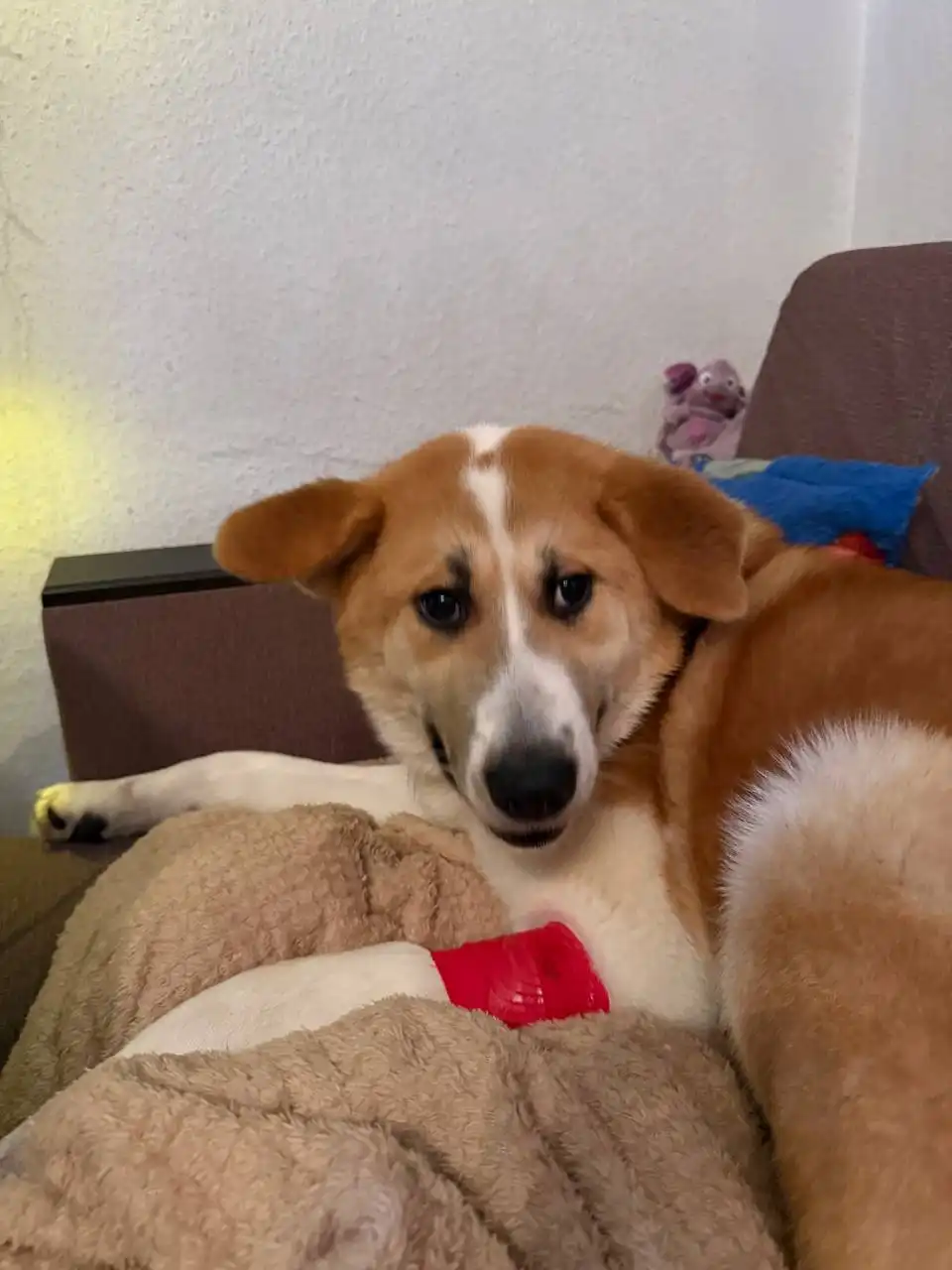 Пристрой метиса Акиты по кличке Афина