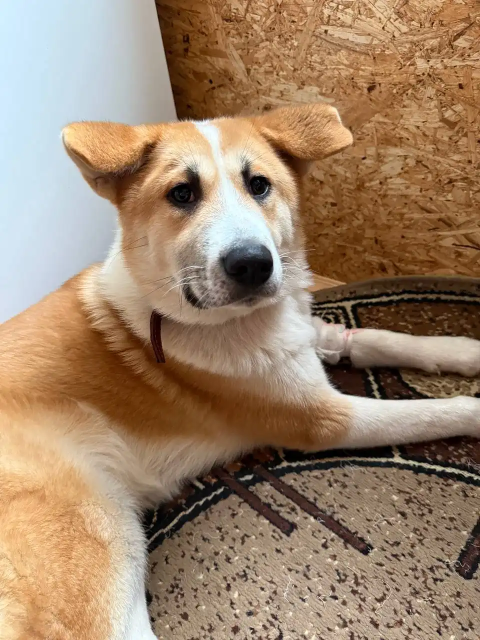 Пристрой метиса Акиты по кличке Афина